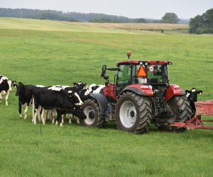 køer på marken - traktor