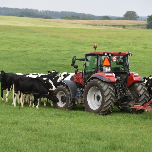 køer på marken - traktor